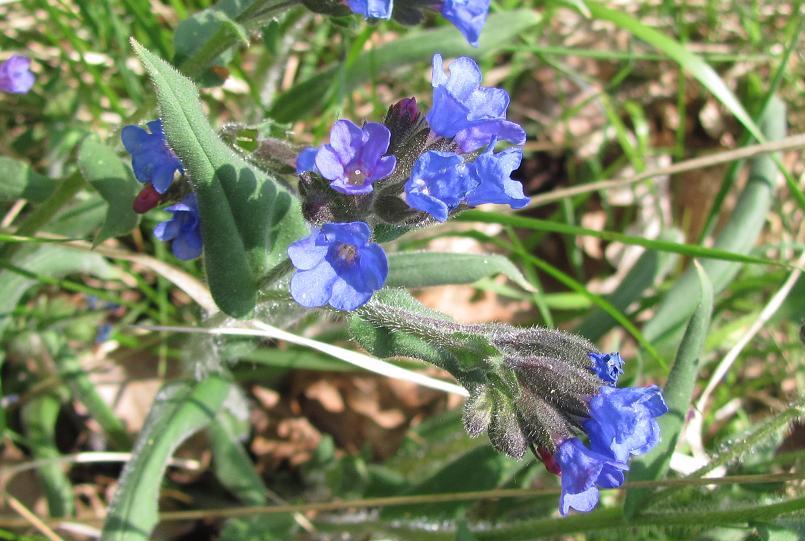 Pulmonaria australis